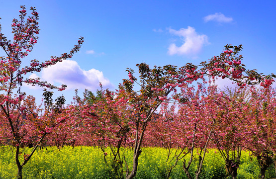 大石门樱花油菜花CE