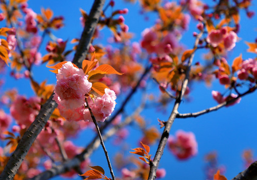 大石门樱花油菜花CM