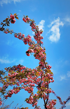 大石门樱花油菜花I