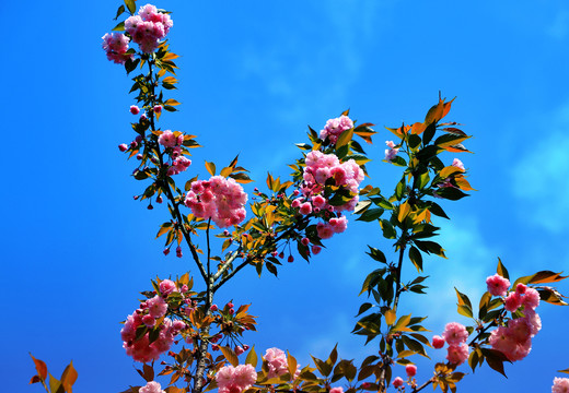 大石门樱花油菜花J