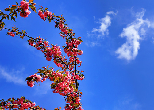 大石门樱花油菜花N