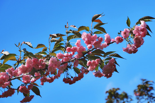 大石门樱花油菜花Q