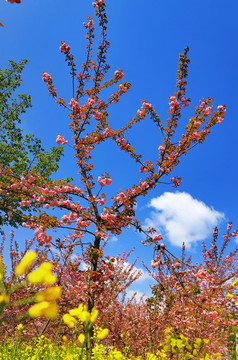 大石门樱花油菜花R