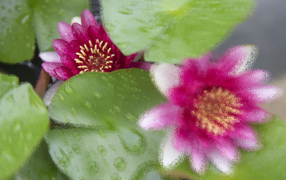佛前蓮花