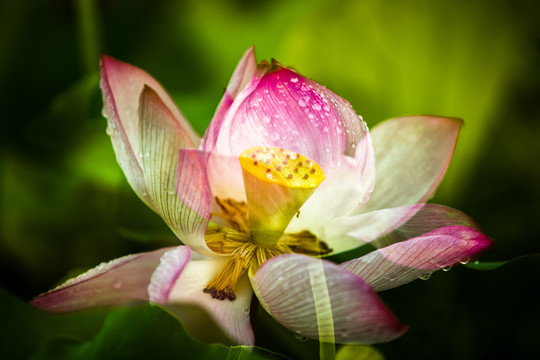 荷花特写