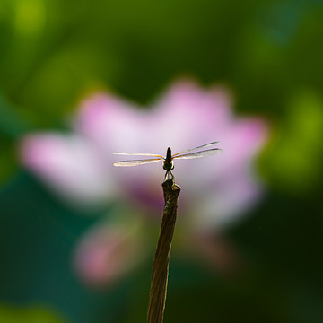 荷花特写