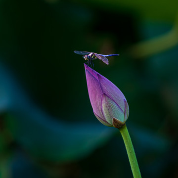 荷花与蜻蜓特写