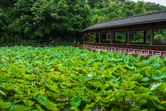 重庆华岩寺公园七步荷塘里的荷叶