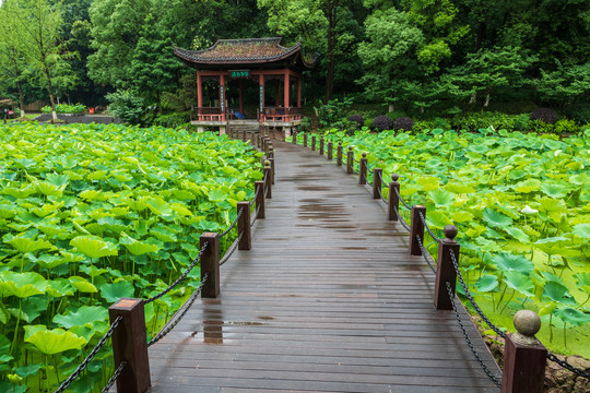 重庆华岩寺公园七步荷塘里的荷叶