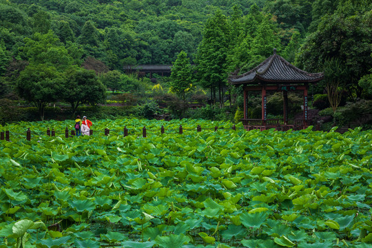 重庆华岩寺公园七步荷塘里的荷叶