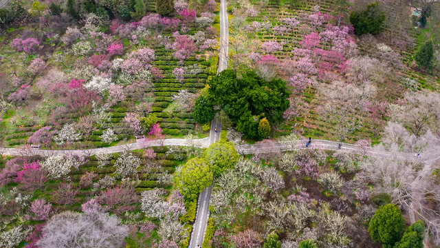 南京梅花山