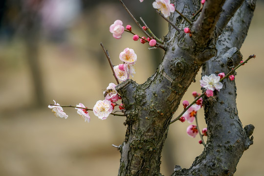 梅花绽放