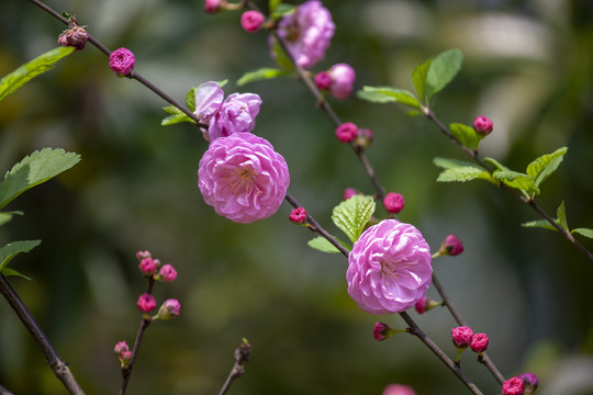 榆叶梅花