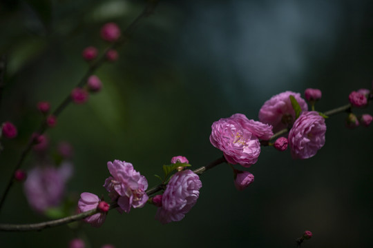 榆叶梅花