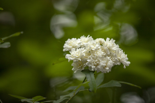 木香花