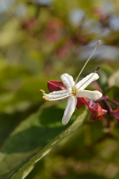 臭梧桐花