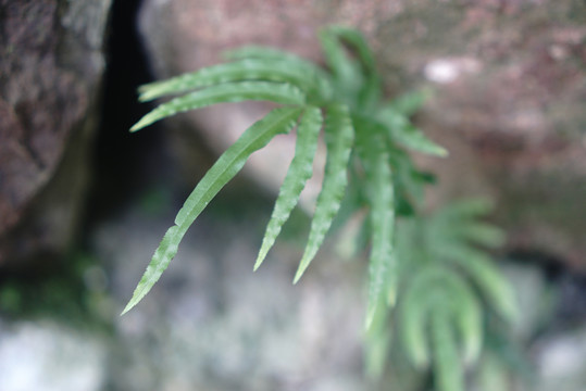 绿色叶子蕨类植物