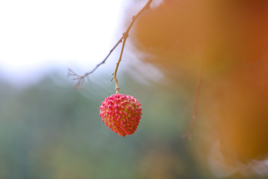 桂味荔枝