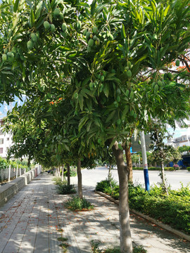 芒果树行道树
