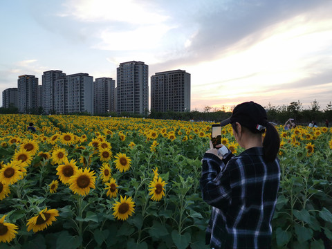 向日葵花海