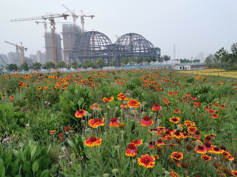 城市绿地花海