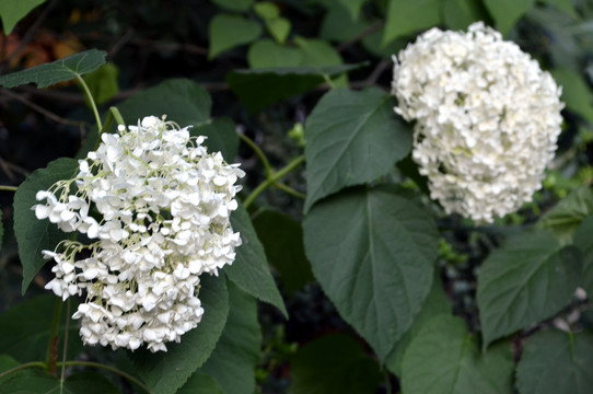 琼花花团锦簇