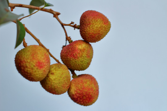 荔枝妃子笑特写