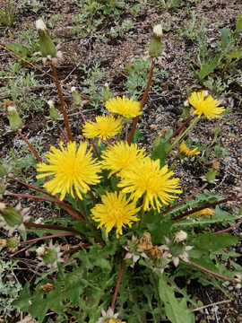 蒲公英花开的季节