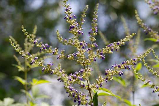 荆条花