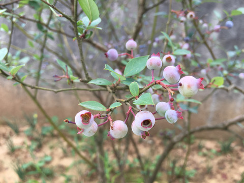 蓝莓种植