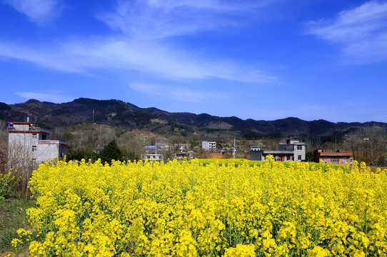 油菜花EY