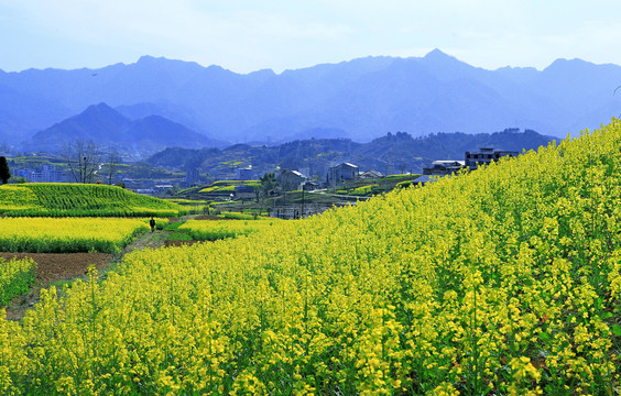 油菜花B