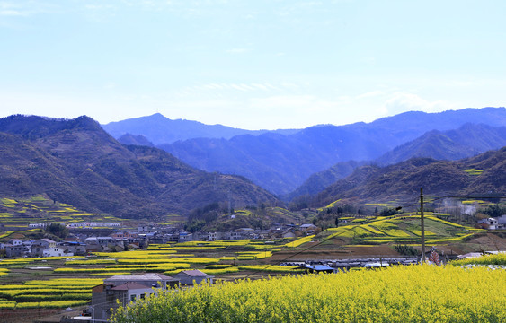 油菜花DU