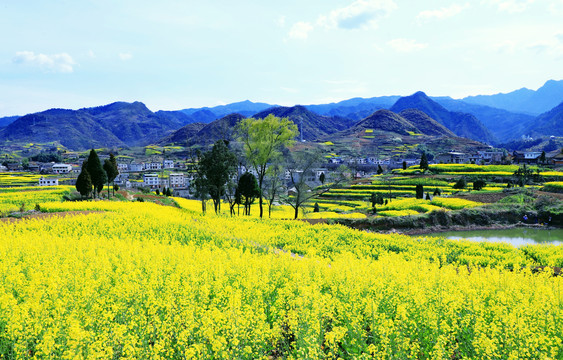 油菜花DZ