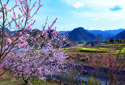 油菜花EI