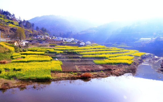 油菜栅花BO