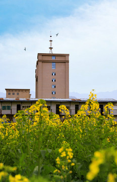 油菜栅花BS