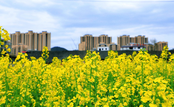 油菜栅花BT