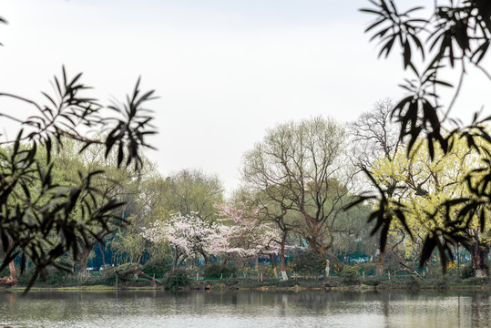 杭州西湖小瀛洲三潭印月春景