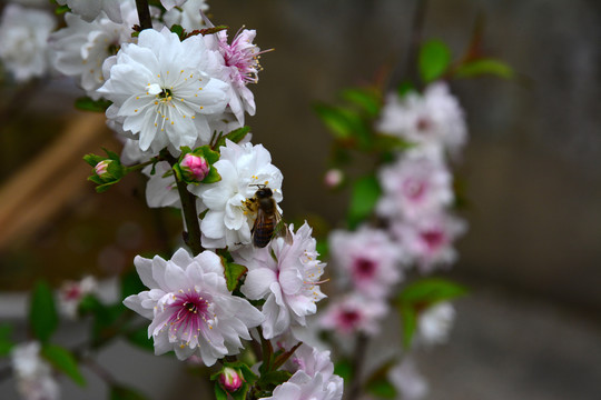 一支桃花