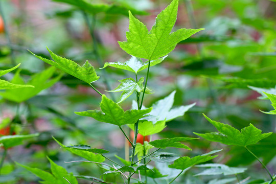 金铃花