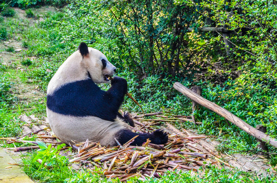 四川大熊猫成都熊猫繁育基地