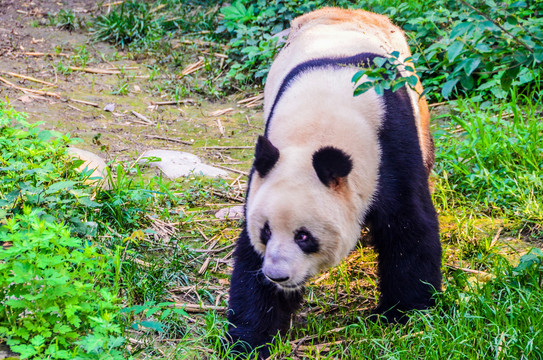 四川大熊猫成都熊猫繁育基地