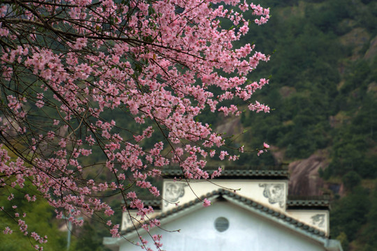 桃花盛开