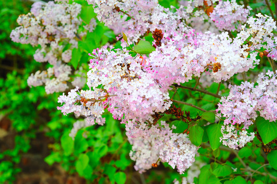 丁香花