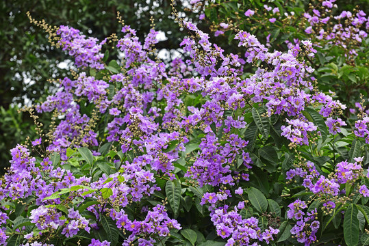 繁花似锦的紫荆花