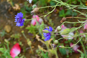 蓝花矢车菊