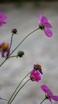 格桑花