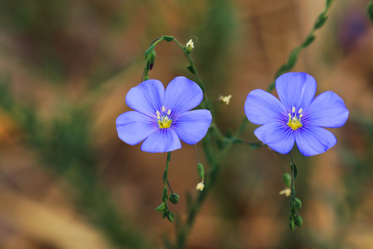 亚麻花