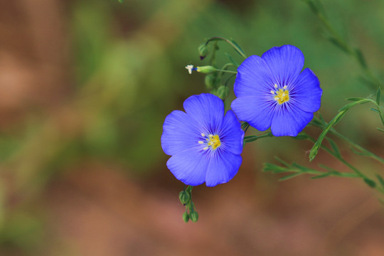 亚麻花